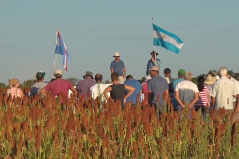 Experiencia de un productor con dos Manejos Alternativos para el cultivo de Sorgo