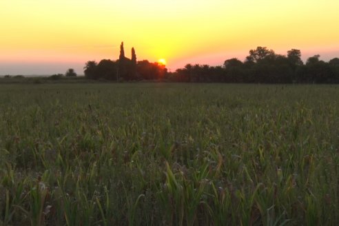 Experiencia de un productor con dos Manejos Alternativos para el cultivo de Sorgo