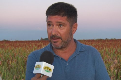 Experiencia de un productor con dos Manejos Alternativos para el cultivo de Sorgo