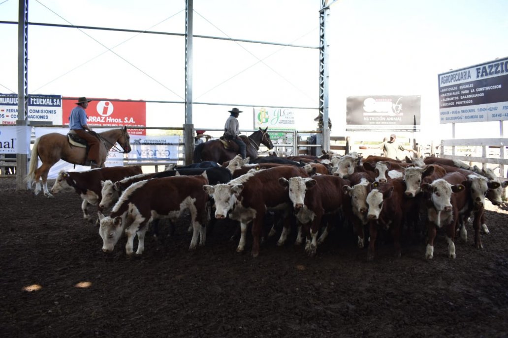 En la Sociedad Rural de Federal más de 2000 Cabezas pasaron por la pista central