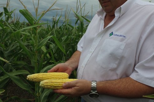 Agricultores ya sembraron más del 90% del área destinada a la soja y maíz de la cosecha modelo 2021
