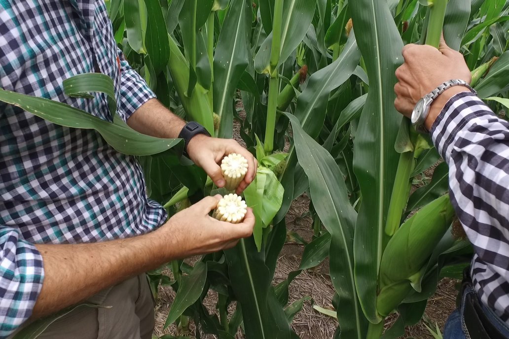 Llegó enero, el mes crítico para cualquier cultivo de verano.