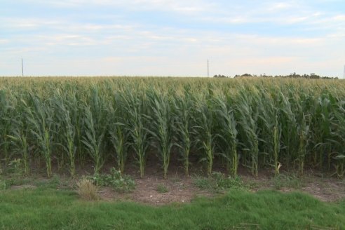 Recorrida Maices en Departamento Paraná KWS Semillas y DINAGRO SRL