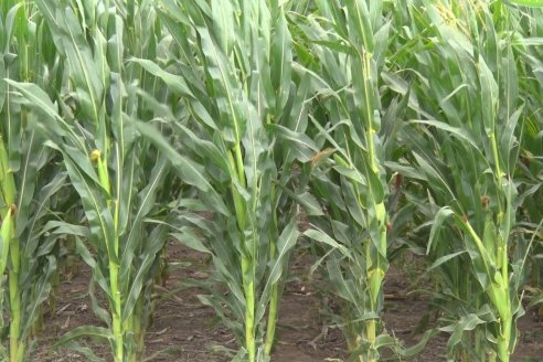 Recorrida Maices en Departamento Paraná KWS Semillas y DINAGRO SRL