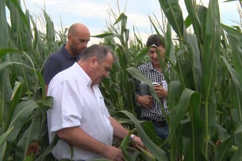 Recorrida Maices en Departamento Paraná KWS Semillas y DINAGRO SRL