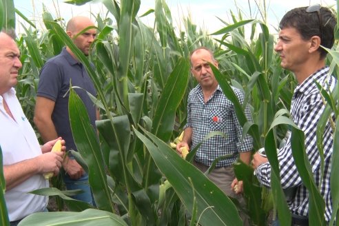 Recorrida Maices en Departamento Paraná KWS Semillas y DINAGRO SRL