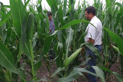 Recorrida Maices en Departamento Paraná KWS Semillas y DINAGRO SRL