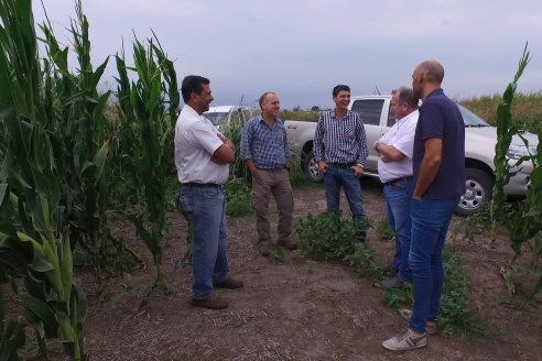 Recorrida Maices en Departamento Paraná KWS Semillas y DINAGRO SRL