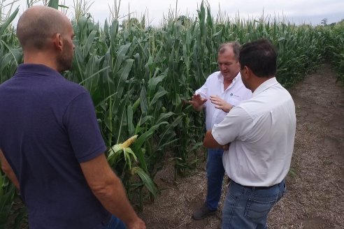 Recorrida Maices en Departamento Paraná KWS Semillas y DINAGRO SRL