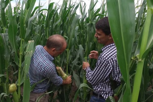 Recorrida Maices en Departamento Paraná KWS Semillas y DINAGRO SRL