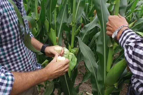 Recorrida Maices en Departamento Paraná KWS Semillas y DINAGRO SRL