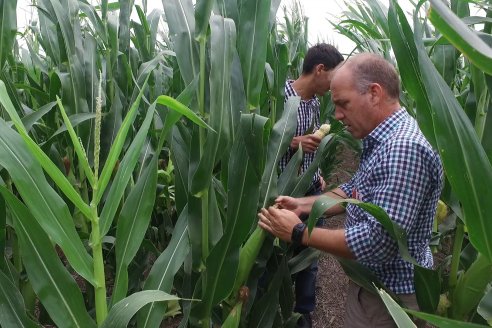 Recorrida Maices en Departamento Paraná KWS Semillas y DINAGRO SRL