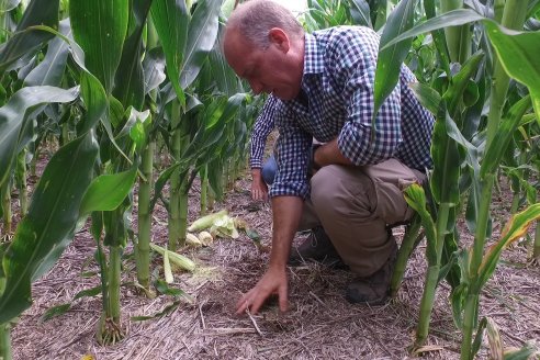 Recorrida Maices en Departamento Paraná KWS Semillas y DINAGRO SRL