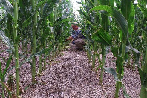 Recorrida Maices en Departamento Paraná KWS Semillas y DINAGRO SRL