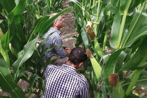 Las principales plagas a monitorear en los lotes de soja y maíz