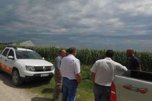 Recorrida Maices en Departamento Paraná KWS Semillas y DINAGRO SRL