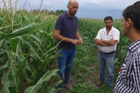 Recorrida Maices en Departamento Paraná KWS Semillas y DINAGRO SRL