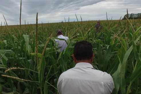 Recorrida Maices en Departamento Paraná KWS Semillas y DINAGRO SRL