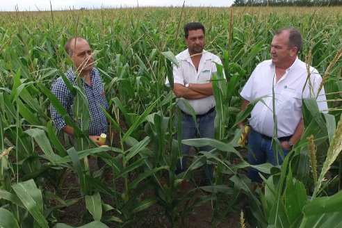 Recorrida Maices en Departamento Paraná KWS Semillas y DINAGRO SRL