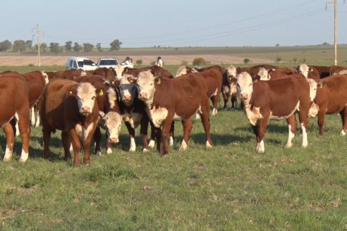 Se faenaron 14,2 millones de cabezas en 2020 y el 56% eran machos