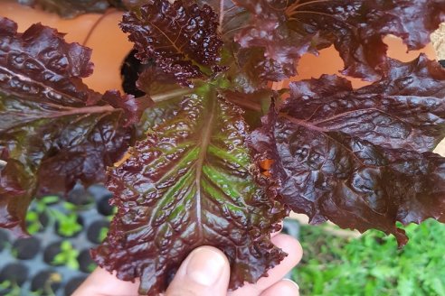 Consejos para cuidar la huerta del impacto del calor veraniego