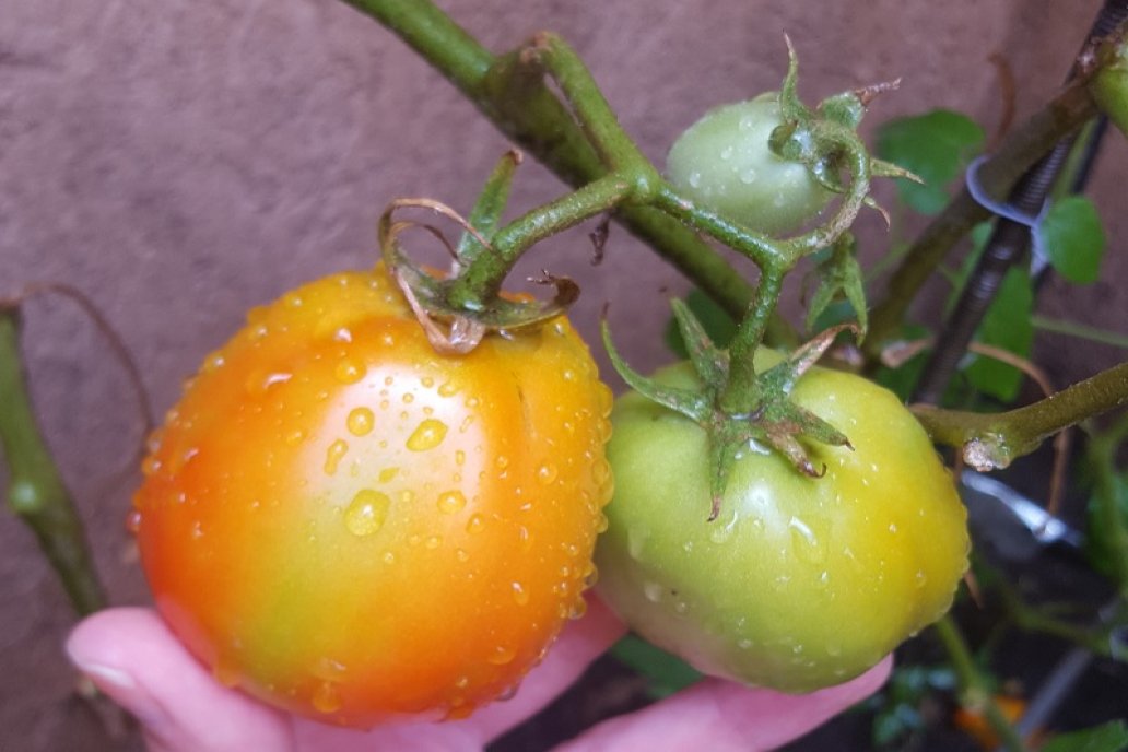 El tomate puede consumir hasta 20 litros de agua por día.