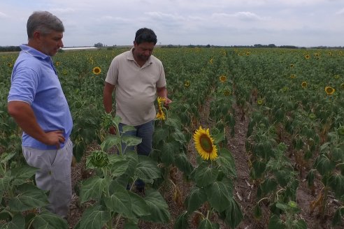 La cosecha de girasol entrerriano trepó hasta las 13.200 toneladas