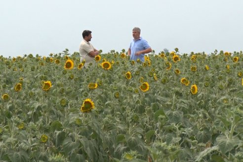 Esteban Merini - Asesor Privado - Una nueva experiencia: Girasol Tardio en Valle Maria