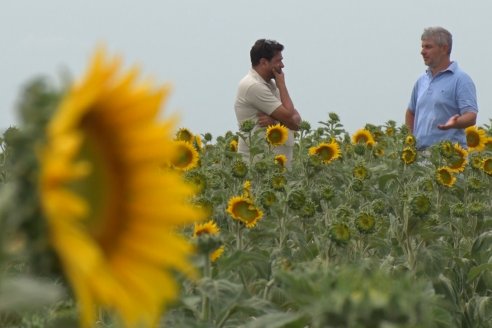 Esteban Merini - Asesor Privado - Una nueva experiencia: Girasol Tardio en Valle Maria