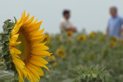 Esteban Merini - Asesor Privado - Una nueva experiencia: Girasol Tardio en Valle Maria