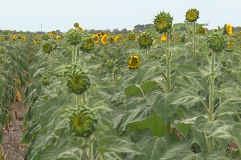 Esteban Merini - Asesor Privado - Una nueva experiencia: Girasol Tardio en Valle Maria