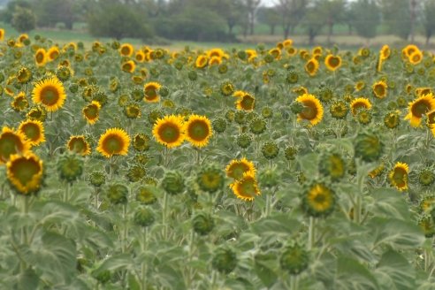 Esteban Merini - Asesor Privado - Una nueva experiencia: Girasol Tardio en Valle Maria