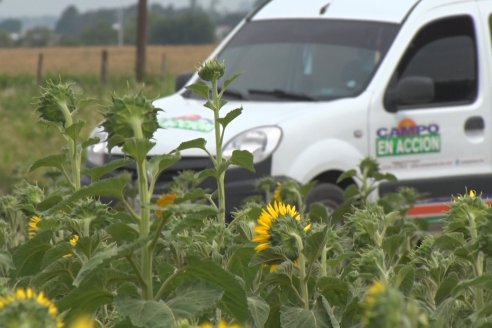 Esteban Merini - Asesor Privado - Una nueva experiencia: Girasol Tardio en Valle Maria