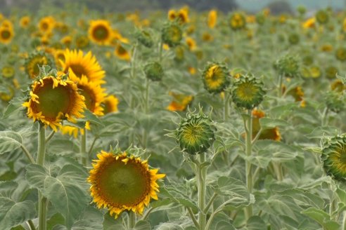 Esteban Merini - Asesor Privado - Una nueva experiencia: Girasol Tardio en Valle Maria