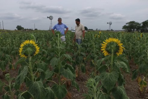 Esteban Merini - Asesor Privado - Una nueva experiencia: Girasol Tardio en Valle Maria
