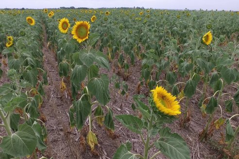 Esteban Merini - Asesor Privado - Una nueva experiencia: Girasol Tardio en Valle Maria