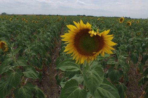 Esteban Merini - Asesor Privado - Una nueva experiencia: Girasol Tardio en Valle Maria