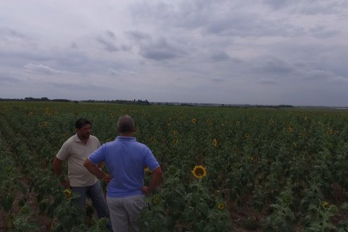 Esteban Merini - Asesor Privado - Una nueva experiencia: Girasol Tardio en Valle Maria