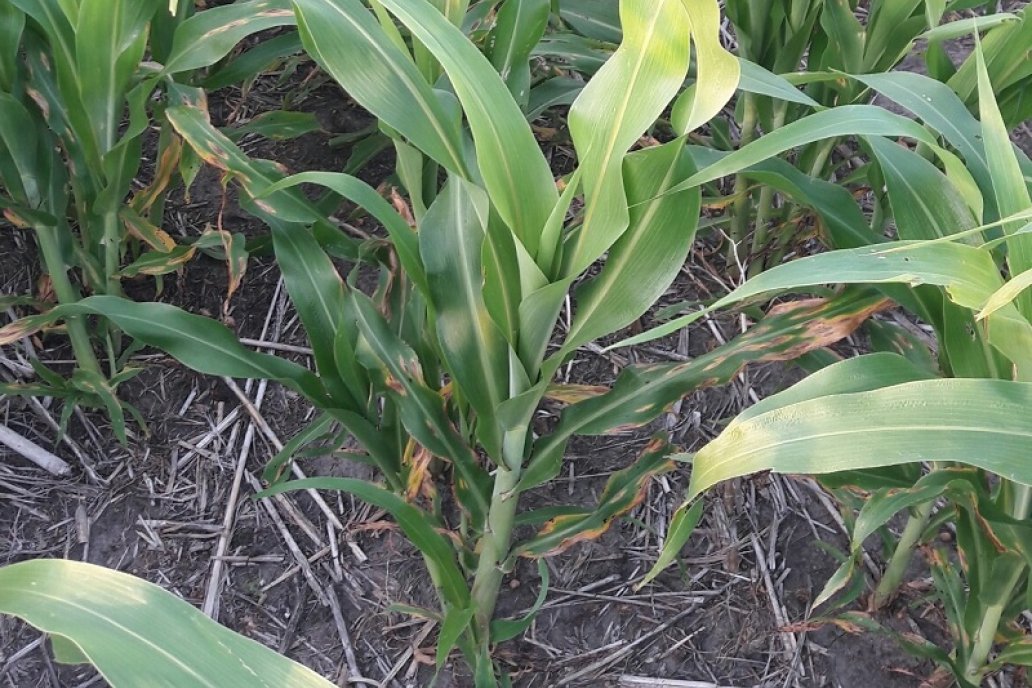 Desde la Experimental Paraná ofrecen pautas para controlar mancha de hollín.