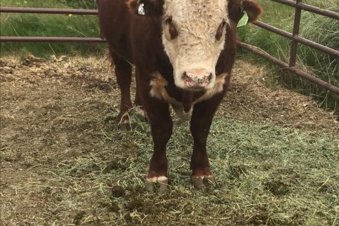 Chile empieza a importar genética ganadera Argentina