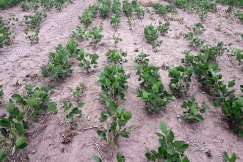 Advierten sobre ataques de mosca del tallo en los cultivos de soja