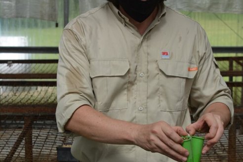 Validan a la Inteligencia Artificial para identificar variedades de semillas