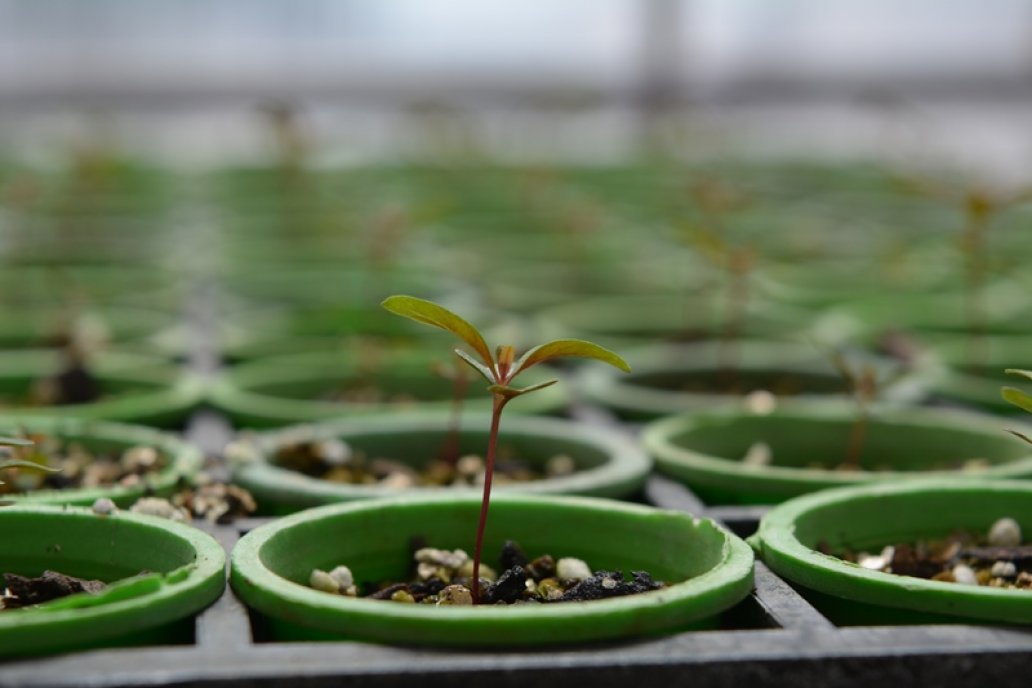 El proceso mejora la precisión del cultivo y permite hacer un uso eficiente.