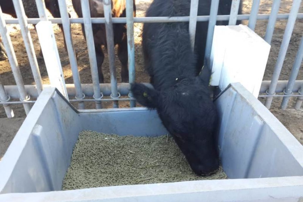 Los comederos automatizados evitan desperdicios y dan ganancia de peso.