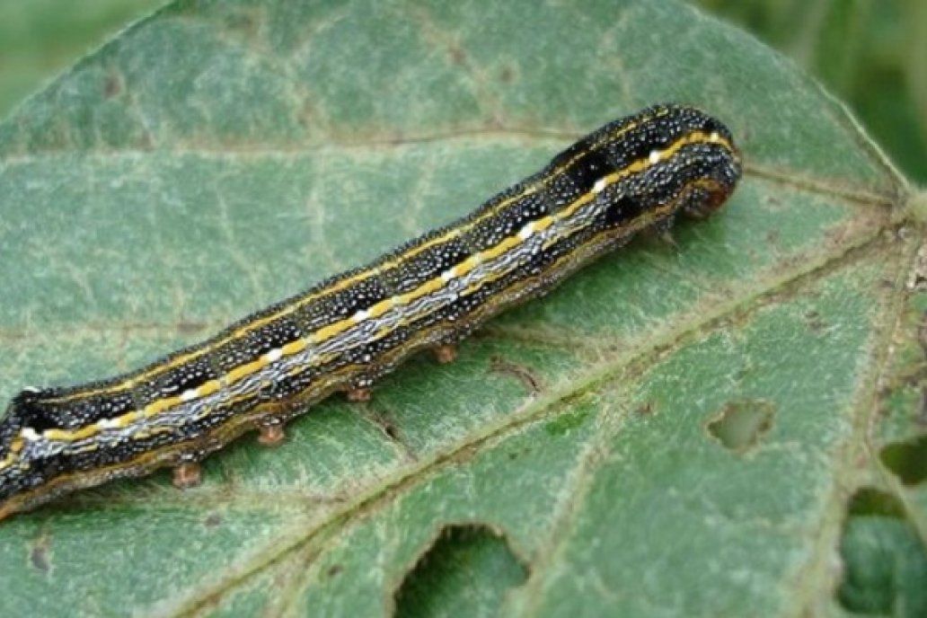 Spodoptera cosmiodes “oruga del yuyo colorado”