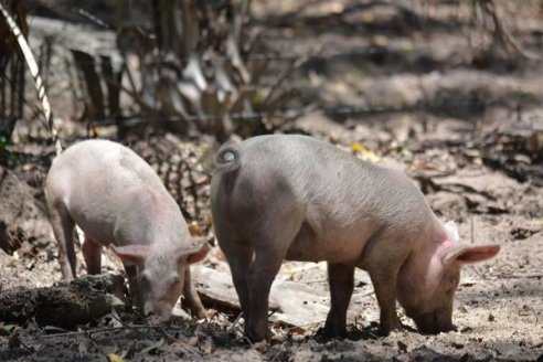 Desarrollan vacuna que fortalece el sistema inmune de los lechones