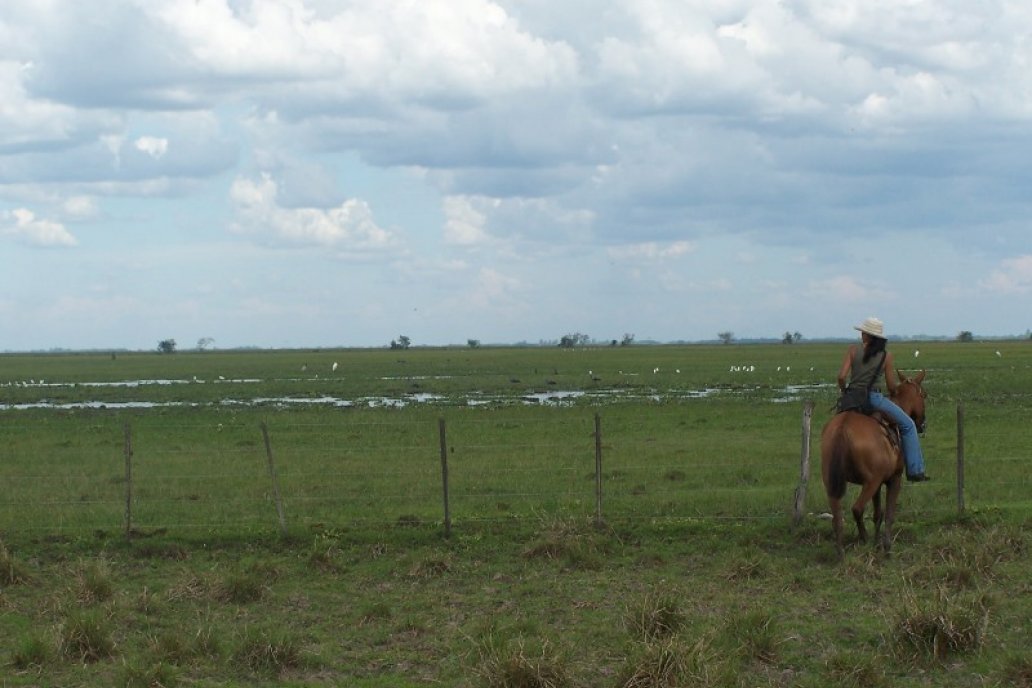 Alrededor de la mitad de la producción ganadera se realiza en zona de humedales. Alrededor de la mitad de la producción ganadera se realiza en zona de humedales.
