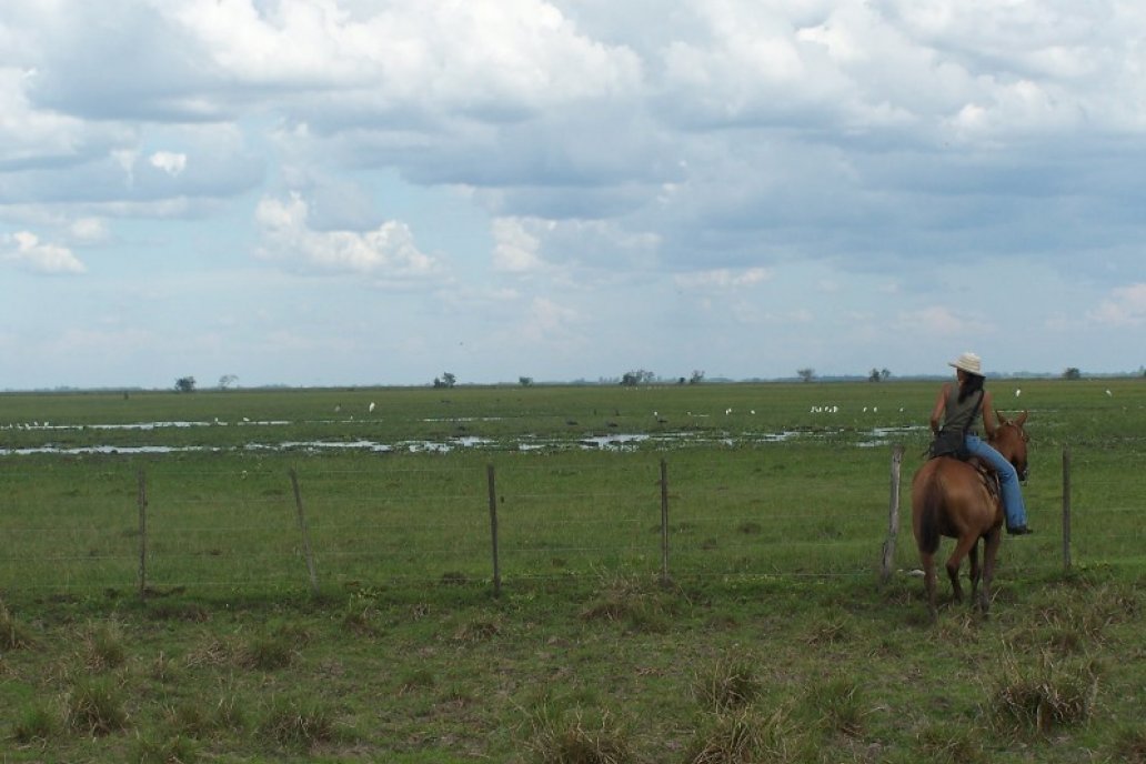 Alrededor de la mitad de la producción ganadera se realiza en zona de humedales.