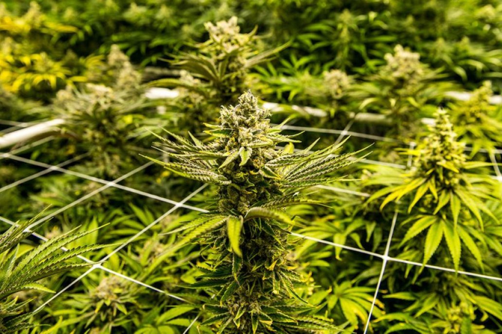 Desarrollan el cultivo tras un acuerdo que involucra a expertos de INTA.