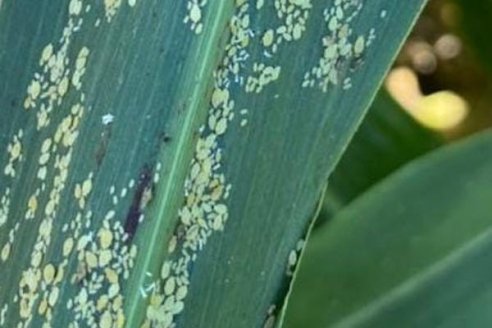 Sorgo: se detectó presencia de pulgón y piden revisar lotes